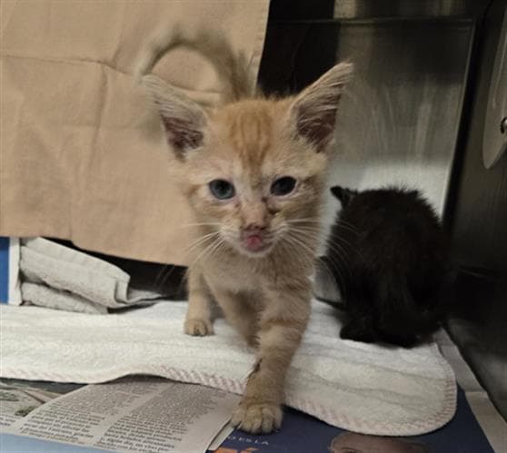 Mordecai - Domestic Short Hair