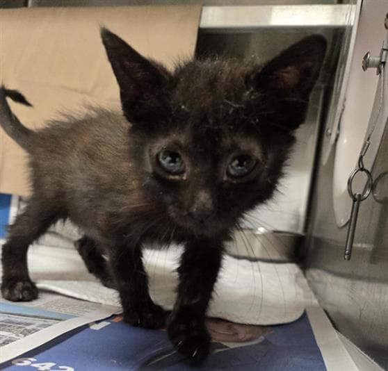 Margaret - Domestic Short Hair