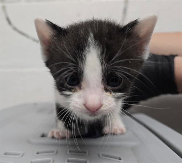 Ivan - Domestic Short Hair
