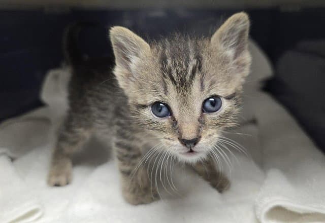 Ivy - Domestic Short Hair