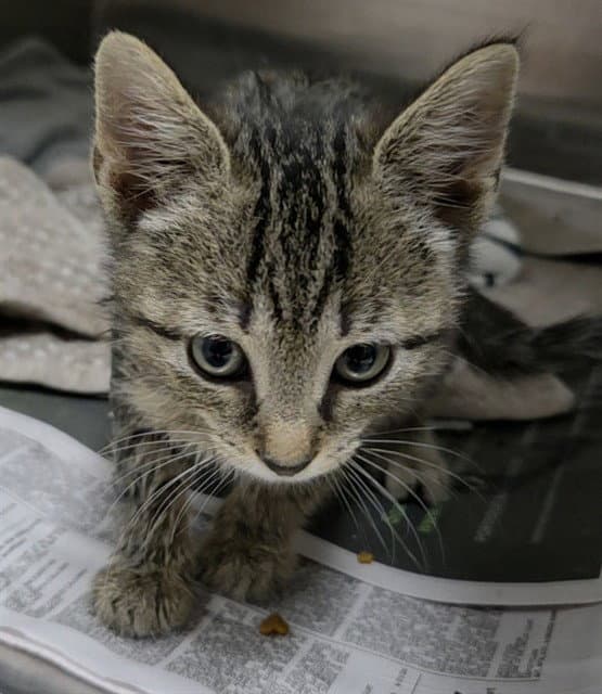Ivy - Domestic Short Hair