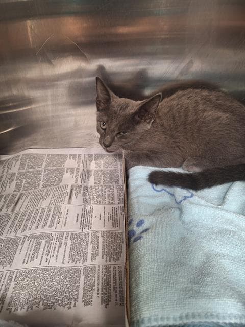 Mist - Domestic Short Hair
