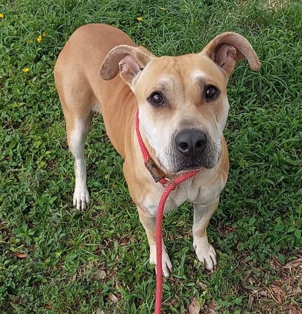 June - American Staffordshire Terrier