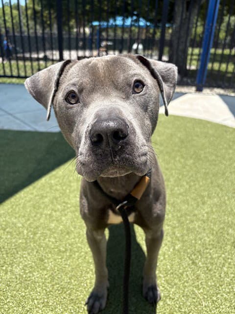 Stitch - American Staffordshire Terrier