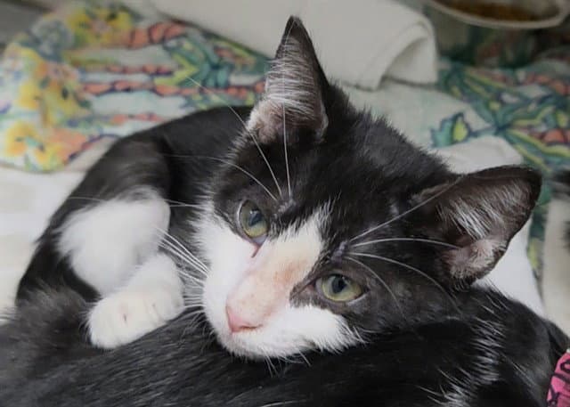 Nova - Domestic Short Hair