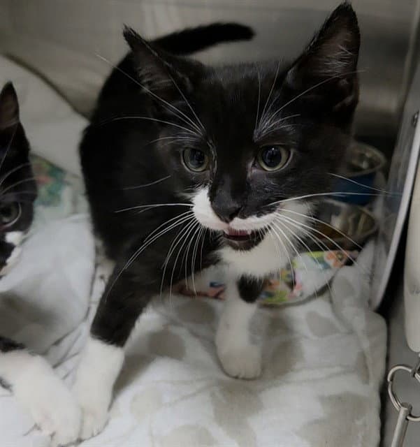 Astro - Domestic Short Hair