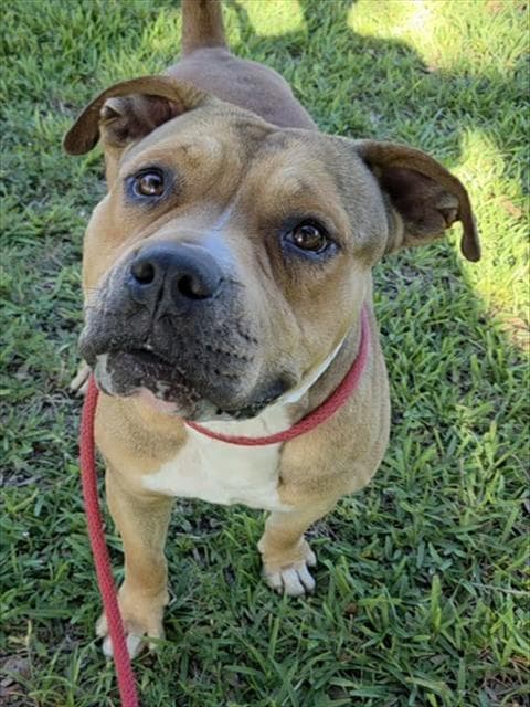 Rusty - American Staffordshire Terrier