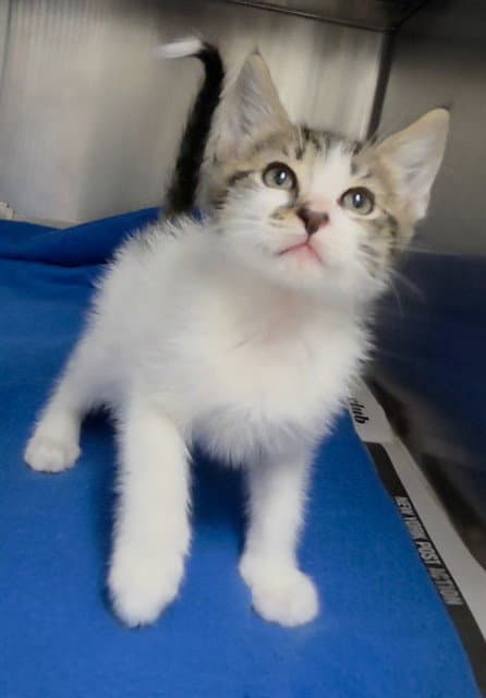 Jace - Domestic Short Hair