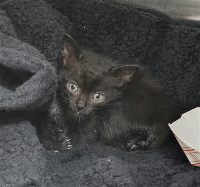 Agent Cooper - Domestic Short Hair