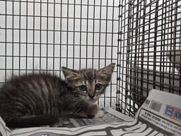 Sadie image 1