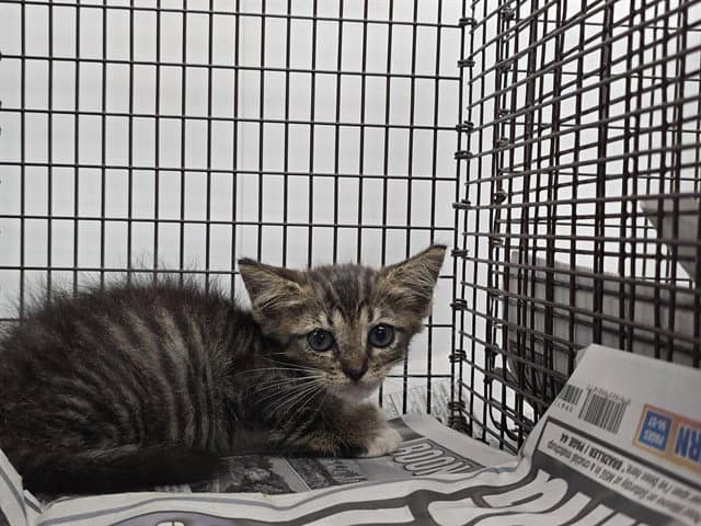 Sadie - Domestic Short Hair