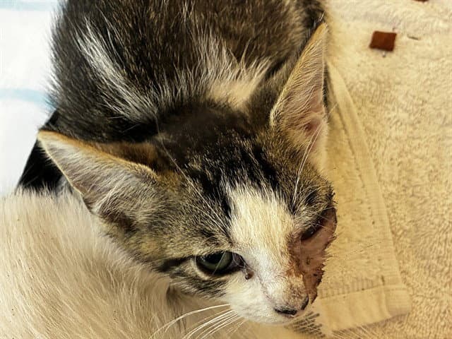 Jackson - Domestic Short Hair