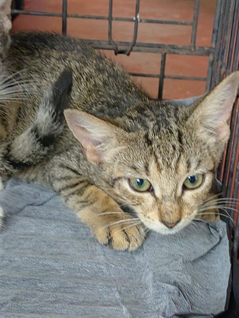 Mika - Domestic Short Hair