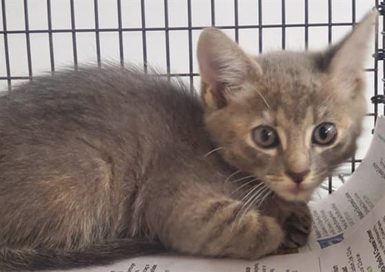 Agatha - Domestic Short Hair