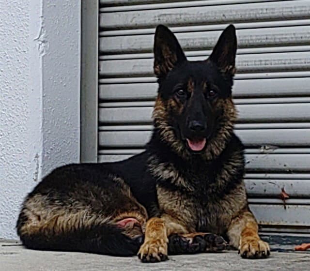 Doug - German Shepherd Dog