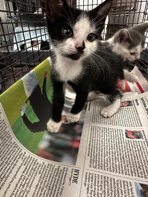 Unknown - Domestic Short Hair