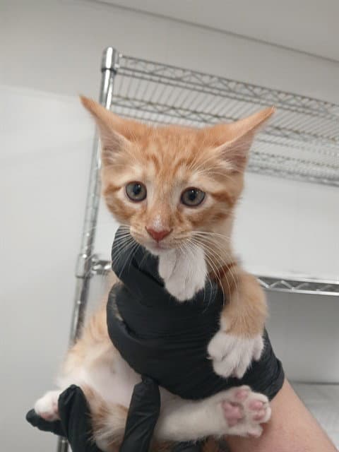 Leo - Domestic Short Hair