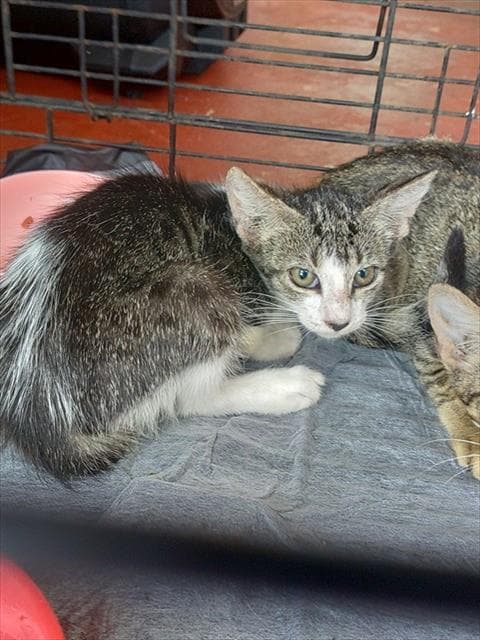 Unknown - Domestic Short Hair