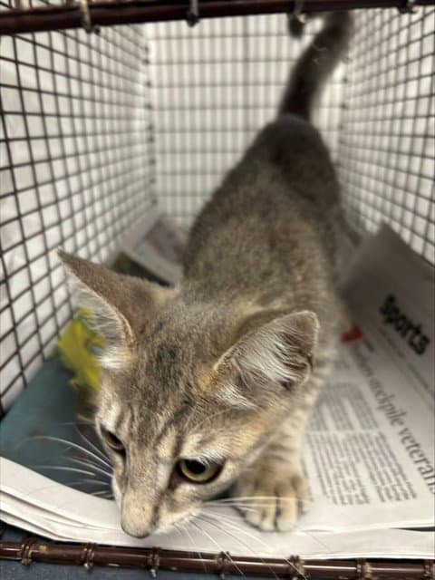 Fairy Dust - Domestic Short Hair
