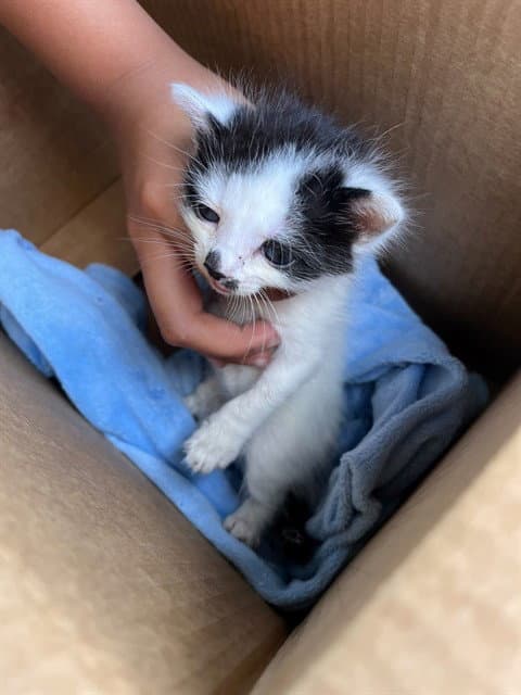 Juniper - Domestic Short Hair