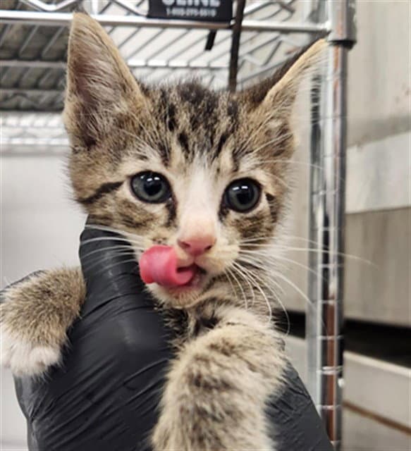 Hope - Domestic Short Hair