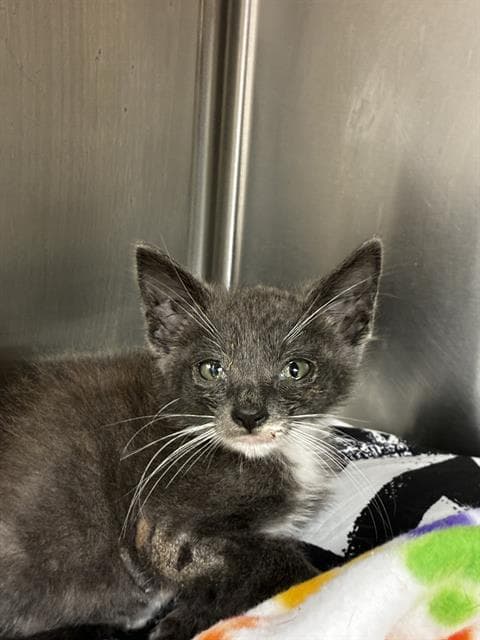 Beiber - Domestic Short Hair