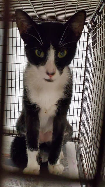 Unknown - Domestic Short Hair