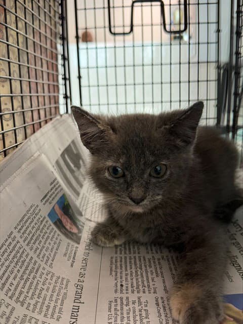 Bella - Domestic Short Hair