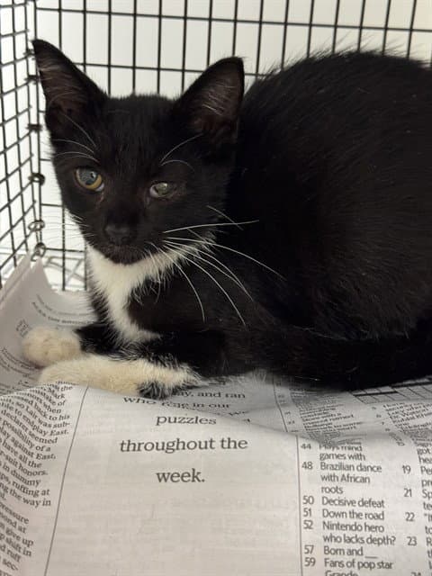 Dante - Domestic Short Hair