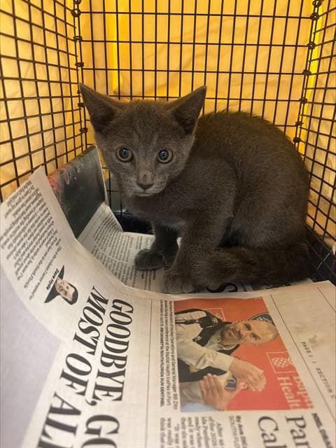 Paris - Domestic Short Hair
