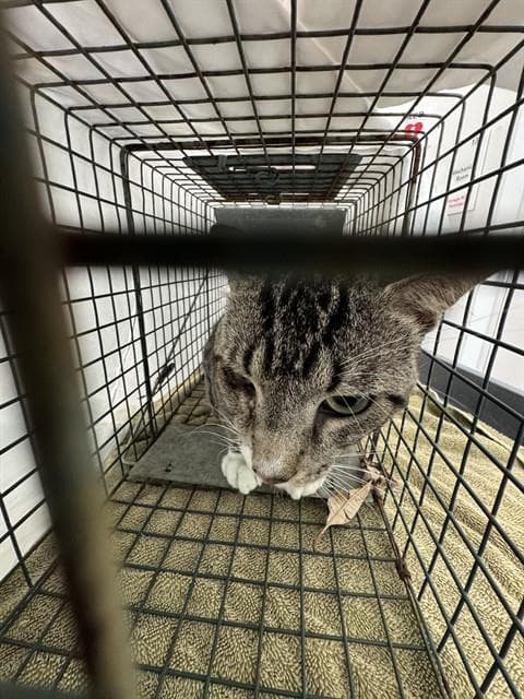 Unknown - Domestic Short Hair