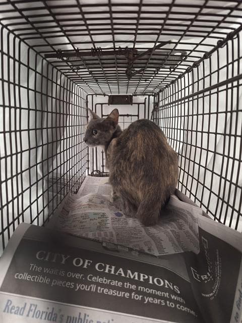 Unknown - Domestic Short Hair