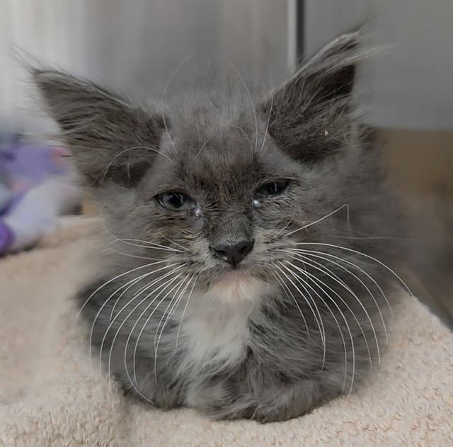 Titan - Domestic Short Hair