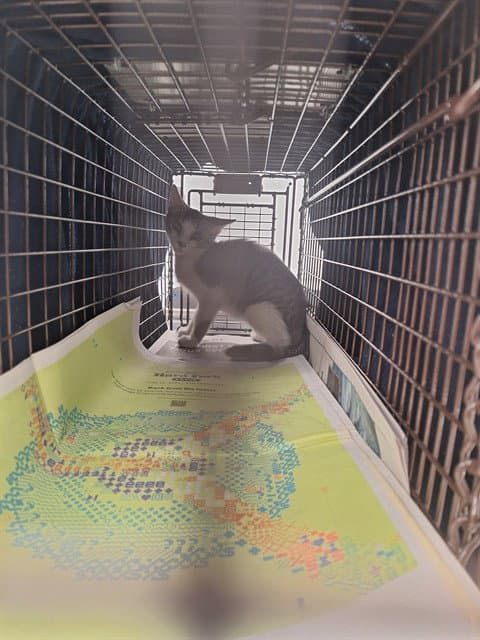 Unknown - Domestic Short Hair