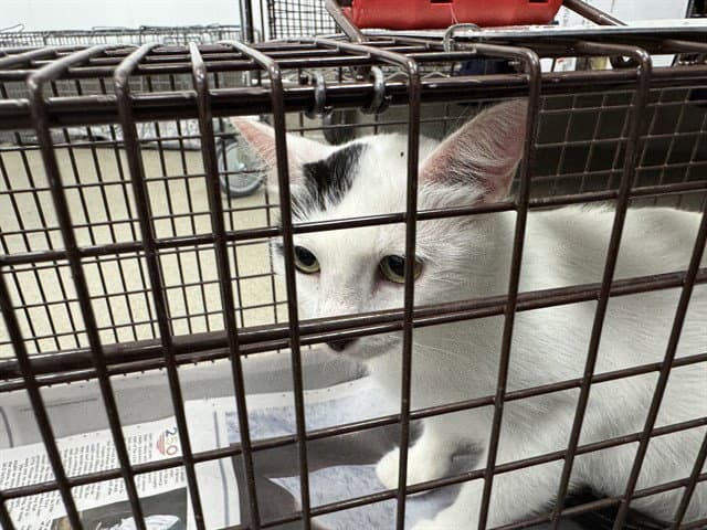 Unknown - Domestic Short Hair