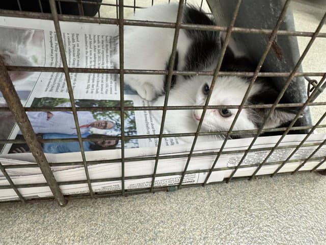 Unknown - Domestic Short Hair