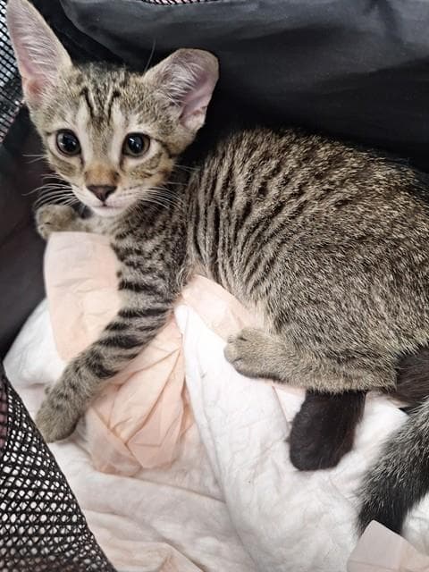 Sussy - Domestic Short Hair