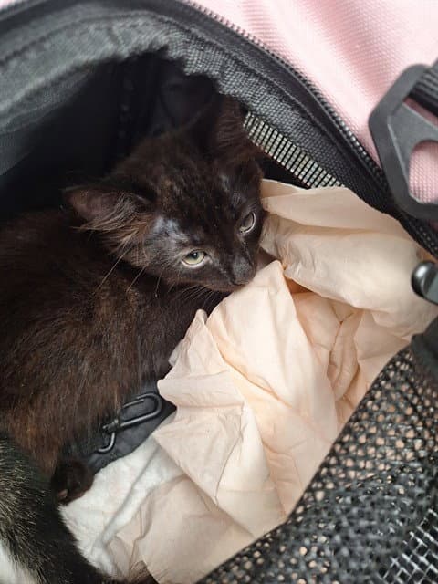 Midnight - Domestic Short Hair