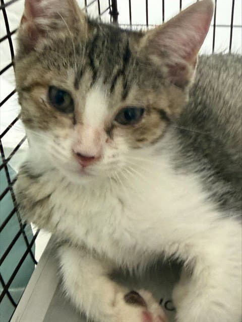 Demi - Domestic Short Hair