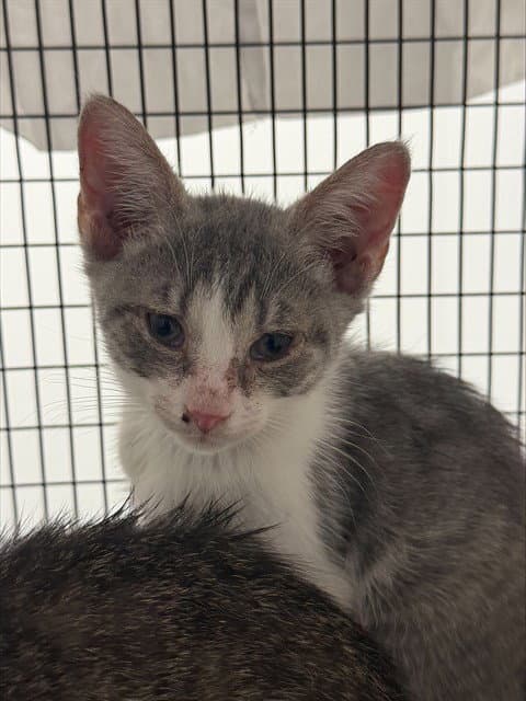 Desi - Domestic Short Hair