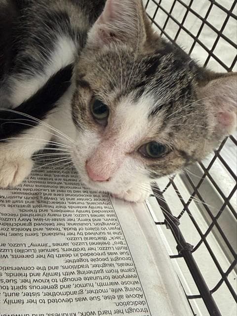 Zuri - Domestic Short Hair