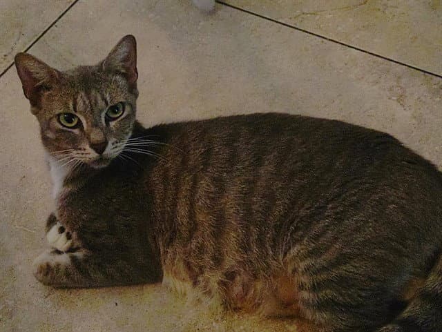 Asha - Domestic Short Hair