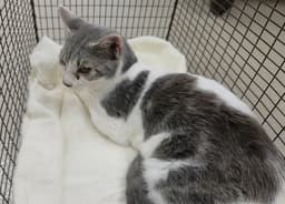 Kitten image 1