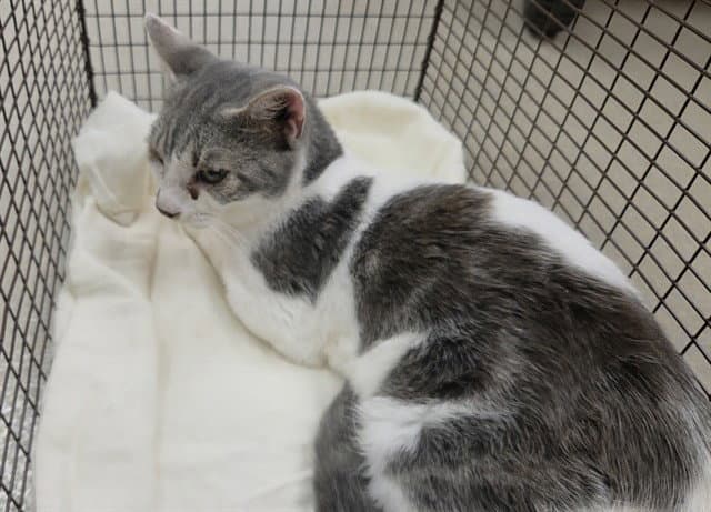 Kitten - Domestic Short Hair
