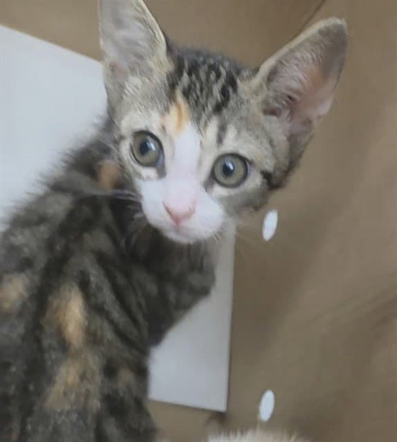 Penny - Domestic Short Hair