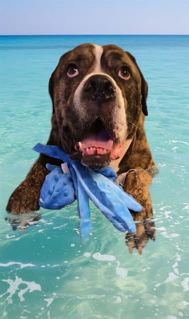 Colossus - Bullmastiff