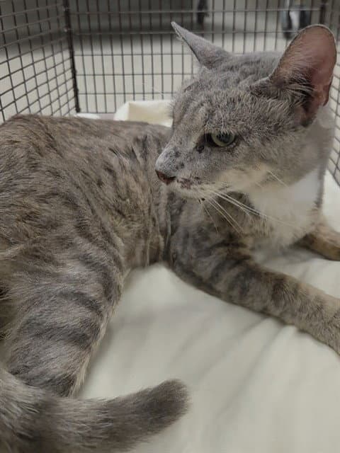 Oscar - Domestic Short Hair