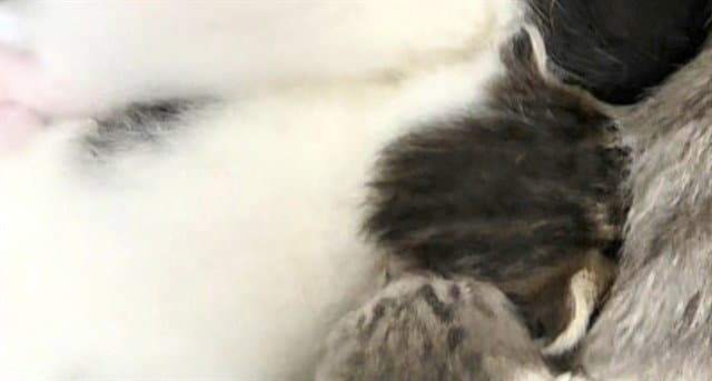 Unknown - Domestic Short Hair