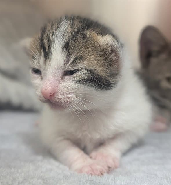 Unknown - Domestic Short Hair