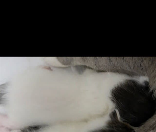 Unknown - Domestic Short Hair
